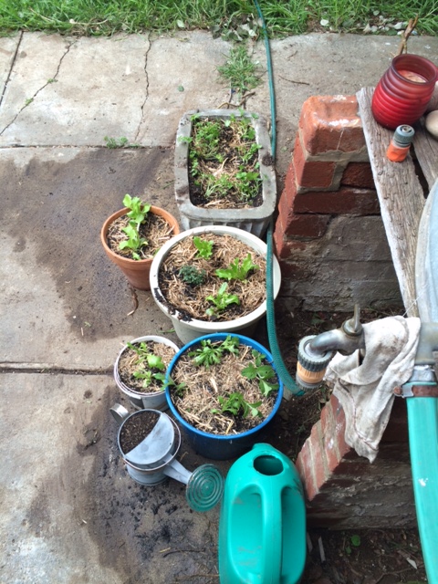 The beginning of my little Zone 1 herb garden. Pots have been chosen for obvious reason - it's concrete. However, this is the right response to my observations. For the alternative would have been to place the herbs in a section of garden bed that simply doesn't get enough sun. 